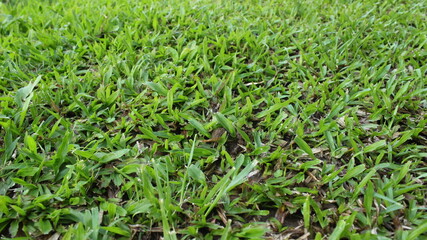 green grass that thrives in the yard