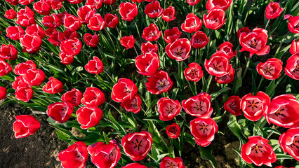 red tulips in garden top view