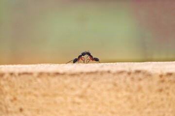 The Moody Ants