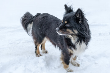 Portrait of a shaggy dog.