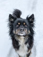 Portrait of a shaggy dog.