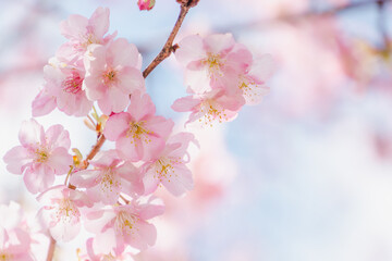 河津桜