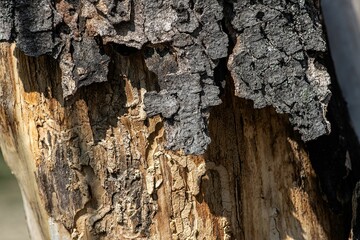close up of pieces of a broken tree bark on a park tree