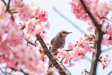 河津桜とヒヨドリ