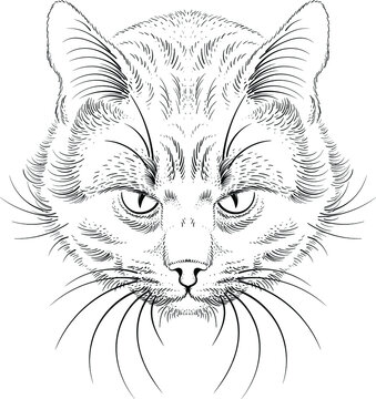 The Vector logo cat for tattoo or T-shirt design or outwear.  Cute print style cat background. This hand drawing would be nice to make on the black fabric or canvas.