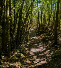 Hiking trails through the rainforests of the Quelat National Park, Patagonia, Chile