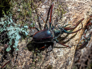 Closeup of a Darwin's Beetle (Chiasognathus grantii) (aka., stag beetle) Queulat National Park, Patagonia, Chile