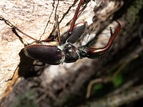 Closeup of a Darwin's Beetle (Chiasognathus grantii) (aka., stag beetle) Queulat National Park, Patagonia, Chile