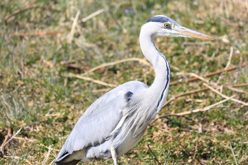 great blue heron
