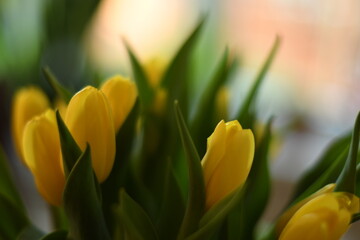 Bukiet żółtych tulipanów, bardzo płytka głębia ostrości i kremowy bokeh