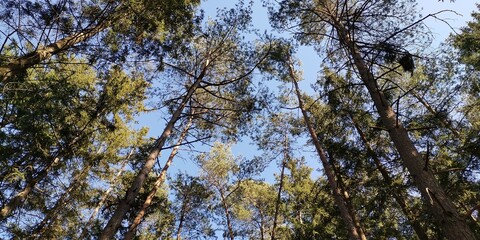 Fototapeta premium trees and sky