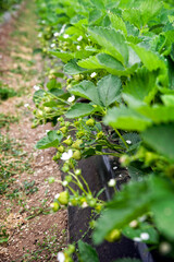 Fototapeta premium Flowering strawberry plants cultivated at a greenhouse at a sunny day