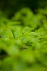 Wavy Leaves in Extreme Closeup