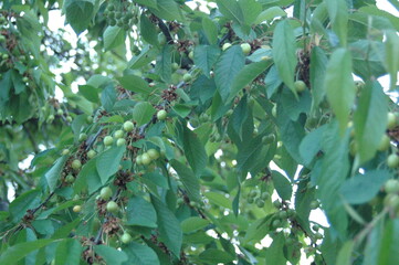 Green Cherries on the Branch