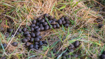 Pile of deer dropping or faeces amongst grass in a winter field