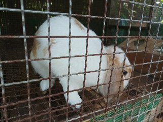 Obraz premium white rabbit in the cage