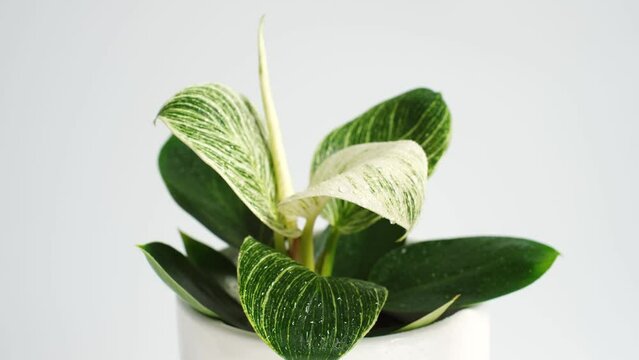 Indoor green plant philodendron birkin in a pot on white background close-up.