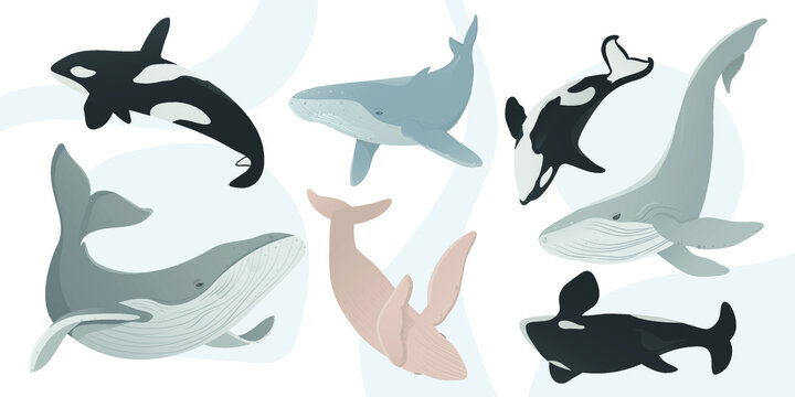 Flat vector illustration with whales and orcas. Earth day. Ocean day. Take care for nature and cleaning nature from garbage concept. Marine animal collection. Underwater set. Cute cartoon characters