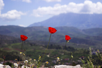 Three red poppies bloom in a fortress in Berat (Albania) against the backdrop of city houses. Beautiful nature of the Balkans