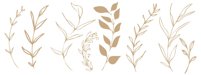 Fototapeta na wymiar Vector plants and grasses. Minimalist style in brown colors of hand drawn plants. With leaves and organic shapes. For your own design.