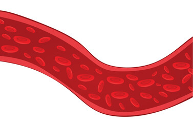 Vascular blood artery. vector illustration