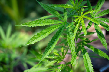 cannabis plant in a planting pot