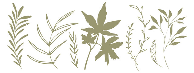 Vector plants and grasses. Minimalist style in green colors of hand drawn plants. With leaves and organic shapes. For your own design.