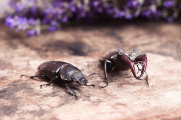 The male and female stag beetle. Large insect on a wooden board and against the background of a...