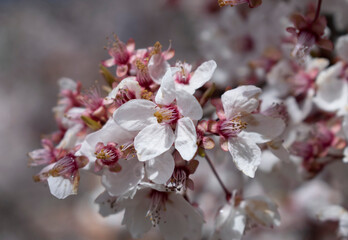 Flores de cereza de un &aacute;rbol en primavera.