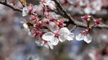 Flores de cereza de un árbol en primavera.