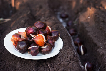 Tulip bulbs in a plate before planting. Planting spring flowers in the ground in autumn