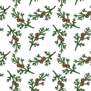 seamless pattern with drawing branch of hinoki cypress , Chamaecyparis obtusa at white background, hand drawn illustration
