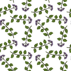 Obraz premium seamless pattern with drawing plant of oregano, Origanum vulgare, wild marjoram at white background, hand drawn illustration