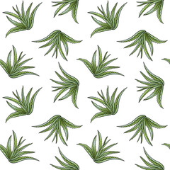 seamless pattern with drawing plant of aloe at white background, hand drawn illustration