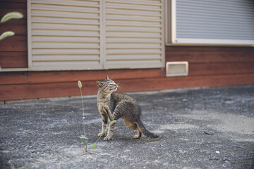 長崎県五島列島福江島のサバトラの野良猫