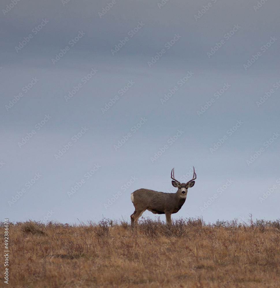 Wall mural Mule deer buck on a Montana hill