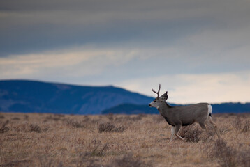 Young mule deer buck walking in Montana