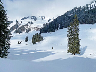 Picturesque canopies of alpine trees in a typical winter atmosphere after snowfall over the Obertoggenburg alpine valley and in the Swiss Alps - Unterwasser, Switzerland (Schweiz)