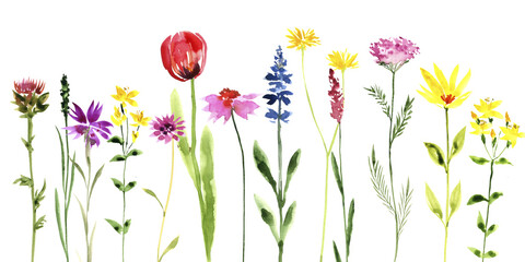 Obraz premium watercolor drawing green grass and wild flowers at white background, hand drawn illustration