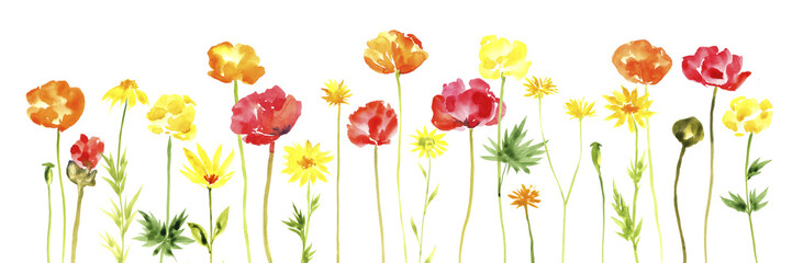 watercolor drawing green grass and red and orange poppy flowers at white background, hand drawn illustration