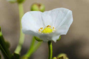 Obraz premium close up of white flower