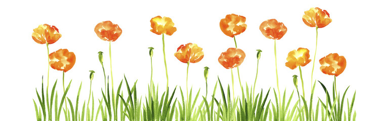 Obraz premium watercolor drawing green grass and wild flowers, eschscholzia, californian poppies at white background, hand drawn illustration