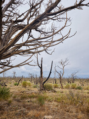Dead and burnt trees in the high desert scrub on the plateaus near Mesa Verde Colorado
