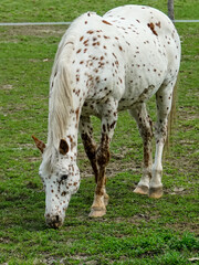 Koń biały cętkowany maści tarantowatej
