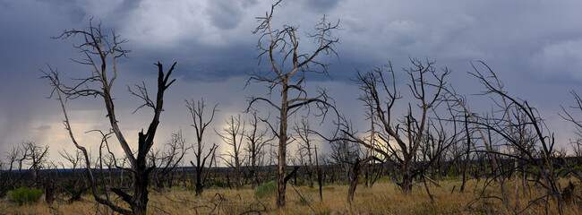 Panoramic image Forest fire burnt trees and incoming rain clouds on the dry desert of a Colorado Plateau
