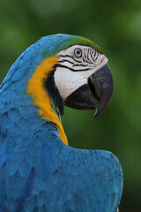 Close up head the Blue and yellow macaw parrot bird in garden