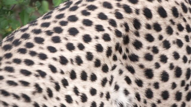 spotted cheetah skin