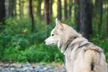Alert siberian husky chained outside in the yard.