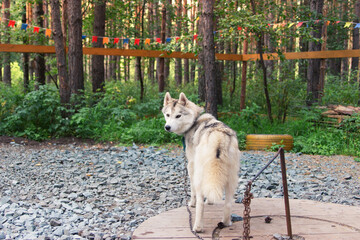 Alert siberian husky chained outside in the yard.