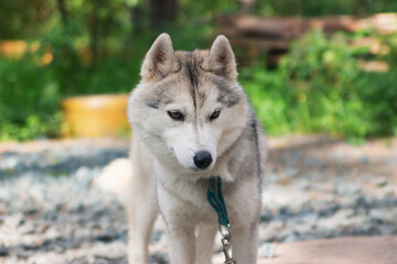 Alert siberian husky chained outside in the yard.